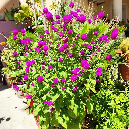 Apartamento Napier Argostoli (Kefalonia)